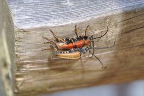 mating of beetles