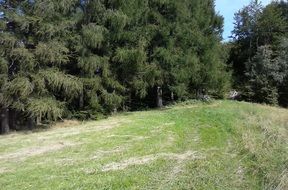 Beautiful landscape with the green road in the forest