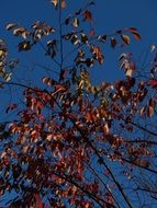 autumn leaves on blue sky background