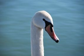 madly beautiful swan