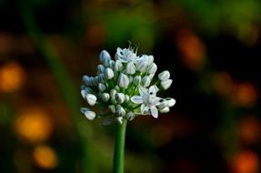 A lot of the white flowers on the plant