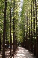 high trees in a park