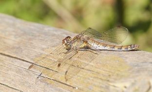 beautiful dragonfly on the wood