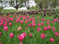 maroon and pink tulips in the garden