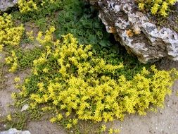 yellow flowers at the foot of the rocks
