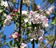 apple tree blossoms at sky