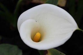 Colorful blooming white and yellow arum flower