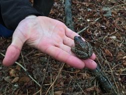 little frog on hand