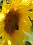 bumblebee on sunflower