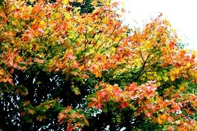 colorful tree leaves in autumn