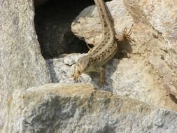 sand lizard on a rock