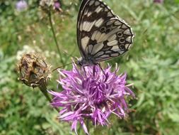 melanargia galathea, butterfly on flower