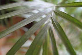 green leaf of a plant close-up on a blurred background