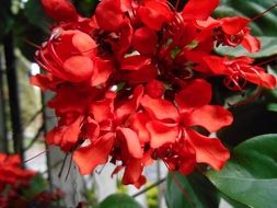red flowers on plants