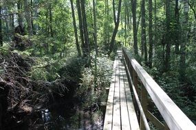 footbridge among the forest