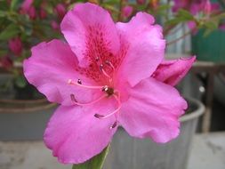 pink flower with long stamens close-up