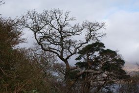 trees in winter