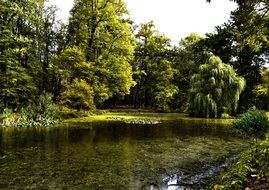 green forest trees near pond scenery