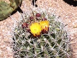 Desert cactus in Usa