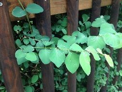 Green leaves on a fence
