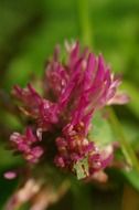 Beautiful red and purple clover blossom among the green plants