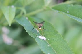 extraordinary beautiful horsefly