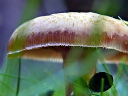 beautiful wild mushroom among the grass