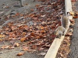 wild squirrel on the trunk