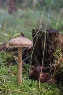 closeup photo of forest mushroom with long stipe