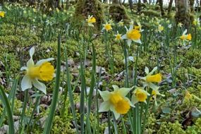 spring forest daffodils
