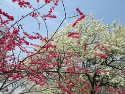 cherry blossom beautiful flowers