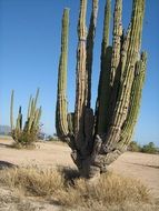 tall cacti in the desert
