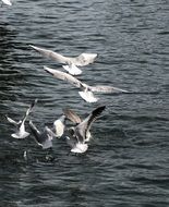 seagulls flight