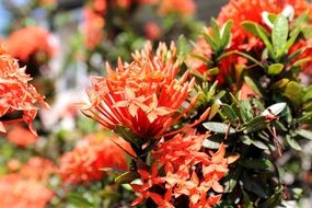 blooming beautiful ixora