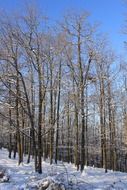 Winter forest against the blue sky