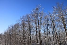 landscape of the tops of the trees winter forest