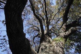 tree on a sunny day, bottom view