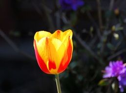 tulip blossom spring plant