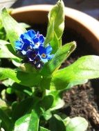 blue decorative forget-me-not in a clay pot