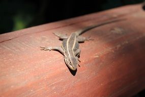 lizard on a wooden beam