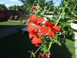 red geranium flowers in the garden