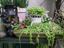 garden flowers in a pot