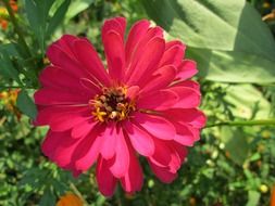 amazing red park flower