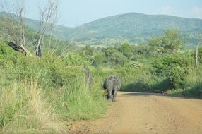 rhino elephant walking along path