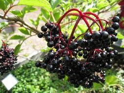 clusters of black berries