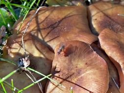insects on wild mushrooms