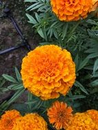 Orange plants in a garden