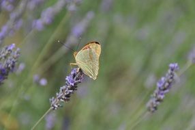 madly beautiful butterfly