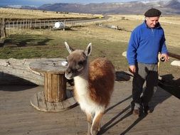 llama on a farm in argentina