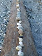 stones stacked on a tree on the beach